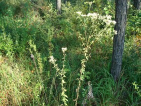 Eupatorium album White Thoroughwort