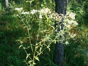 Eupatorium album White Thoroughwort