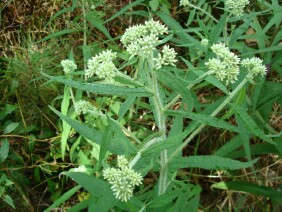 Eupatorium perfoliatum Common Boneset