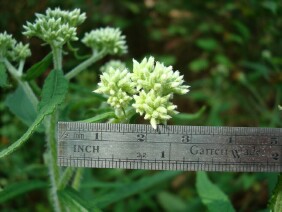 Eupatorium perfoliatum Common Boneset