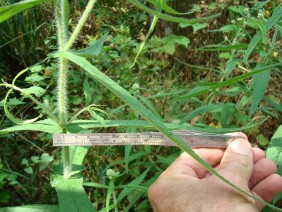 Eupatorium perfoliatum Common Boneset