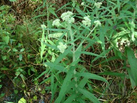 Eupatorium perfoliatum Common Boneset