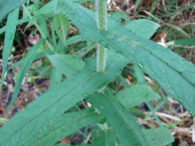 Eupatorium perfoliatum Common Boneset