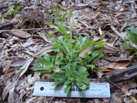 Gnaphalium purpureum Everlasting