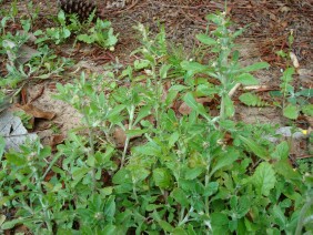 Gnaphalium purpureum Everlasting