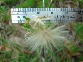 Facelis retusa Annual Trampweed