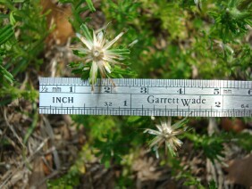 Facelis retusa Annual Trampweed