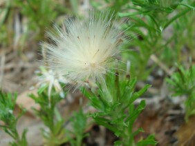 Facelis retusa Annual Trampweed