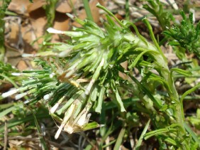 Facelis retusa Annual Trampweed