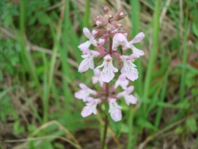 Stachys floridana Florida Betony