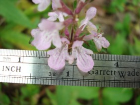 Stachys floridana Florida Betony