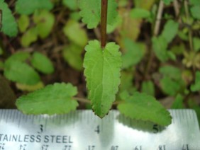 Stachys floridana Florida Betony