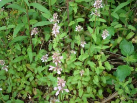 Stachys floridana Florida Betony