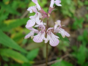 Stachys floridana Florida Betony