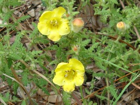 Aureolaria pectinata False Foxglove