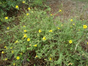 Aureolaria pectinata False Foxglove