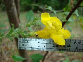 Aureolaria pectinata False Foxglove