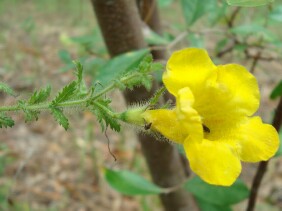 Aureolaria pectinata False Foxglove