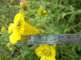 Aureolaria pectinata False Foxglove