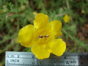 Aureolaria pectinata False Foxglove