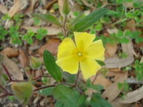 Helianthemum carolinianum Frostweed