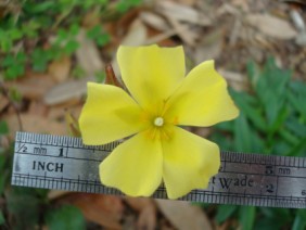 Helianthemum carolinianum Frostweed