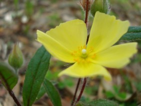 Helianthemum carolinianum Frostweed