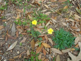 Helianthemum carolinianum Frostweed