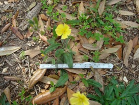 Helianthemum carolinianum Frostweed