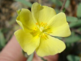 Helianthemum arenicola Frostweed