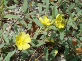 Helianthemum arenicola Coastal Sand Frostweed