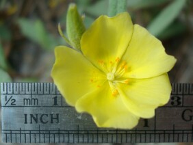 Helianthemum arenicola Frostweed