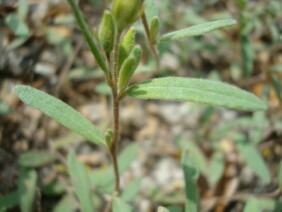 Helianthemum arenicola Frostweed