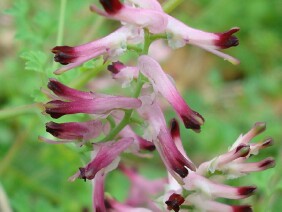 Fumaria officinalis Drug Fumitory