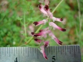 Fumaria officinalis Drug Fumitory