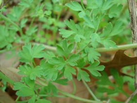 Fumaria officinalis Drug Fumitory