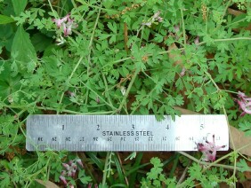 Fumaria officinalis Drug Fumitory