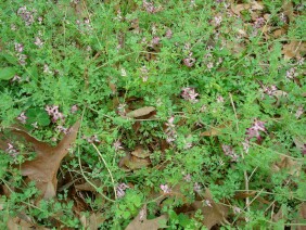 Fumaria officinalis Drug Fumitory