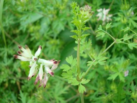 Fumaria officinalis Drug Fumitory