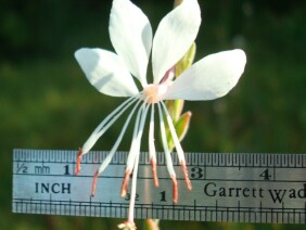 Gaura biennis Biennial Beeblossom