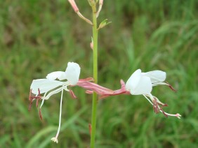 Gaura biennis Biennial Beeblossom