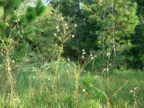 Gaura biennis Biennial Beeblossom