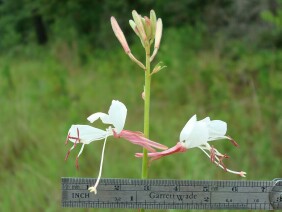 Gaura biennis Biennial Beeblossom