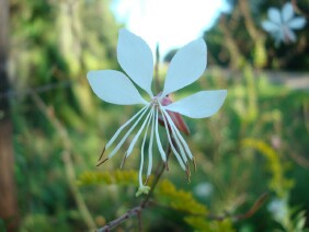 Gaura biennis Biennial Beeblossom