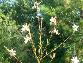 Gaura biennis Biennial Beeblossom