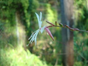 Gaura biennis Biennial Beeblossom