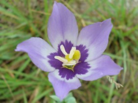 Eustoma exaltatum Catchfly Prairie Gentian