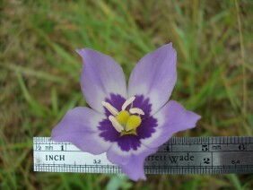 Eustoma exaltatum Catchfly Prairie Gentian