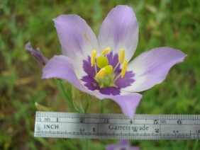 Eustoma exaltatum Catchfly Prairie Gentian