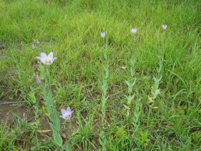 Eustoma exaltatum Catchfly Prairie Gentian